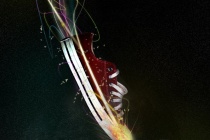 Tutorial Screenshot